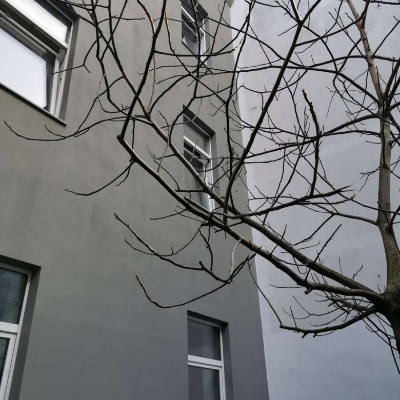 Verzichtbare Baumzweige vor einem modernen, weißen Gebäudefassaden mit mehreren Fenstern in einem urbanen Umfeld.