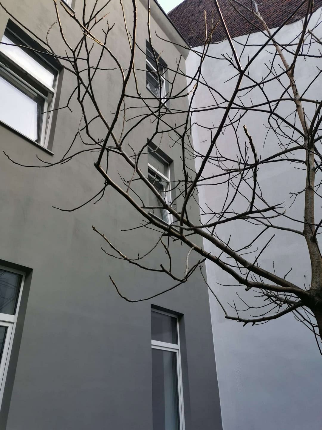 Verzichtbare Baumzweige vor einem modernen, weißen Gebäudefassaden mit mehreren Fenstern in einem urbanen Umfeld.